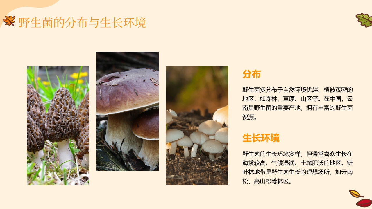 野生菌中毒急救PPT课件5