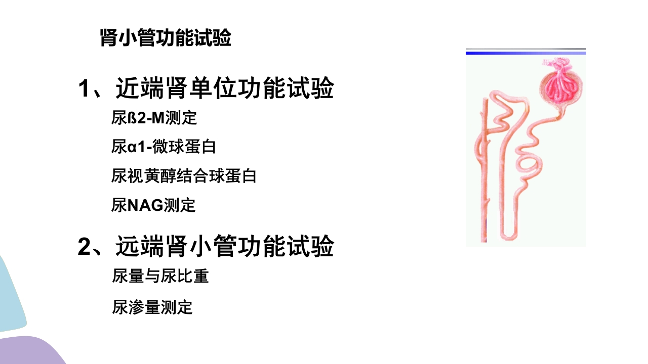 常用肾功能实验室检测PPT课件28