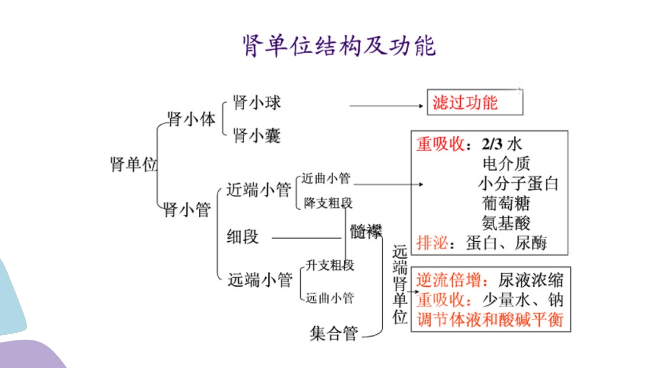 常用肾功能实验室检测PPT课件4