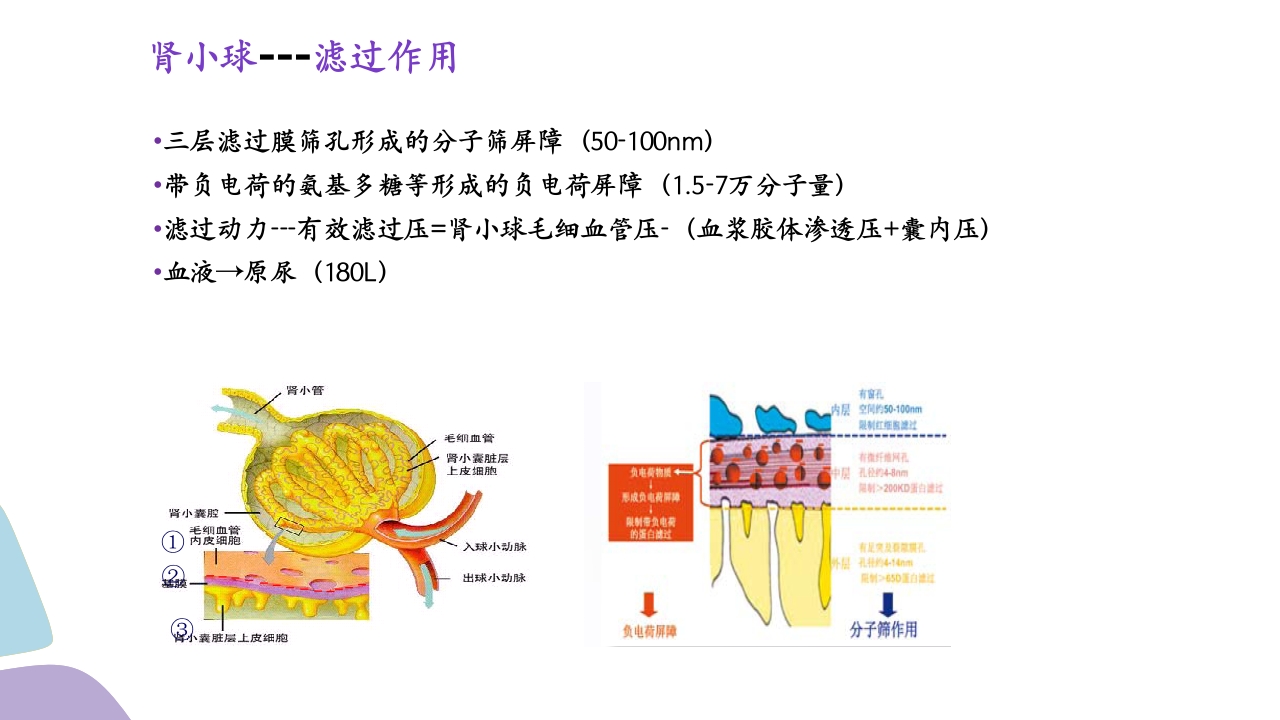 常用肾功能实验室检测PPT课件5