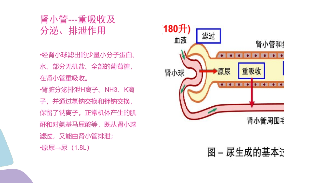 常用肾功能实验室检测PPT课件6