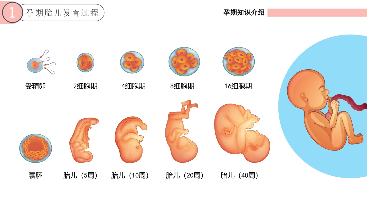 孕期知识介绍PPT课件5