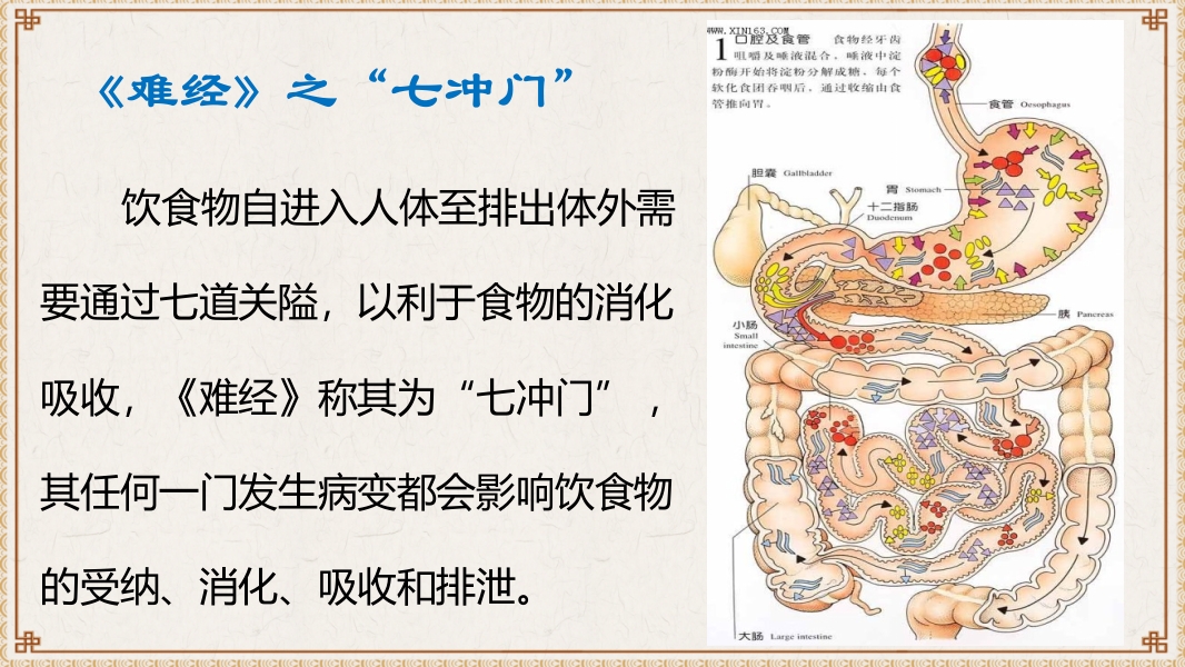 中医基础理论-藏象六腑奇恒之府ppt课件4