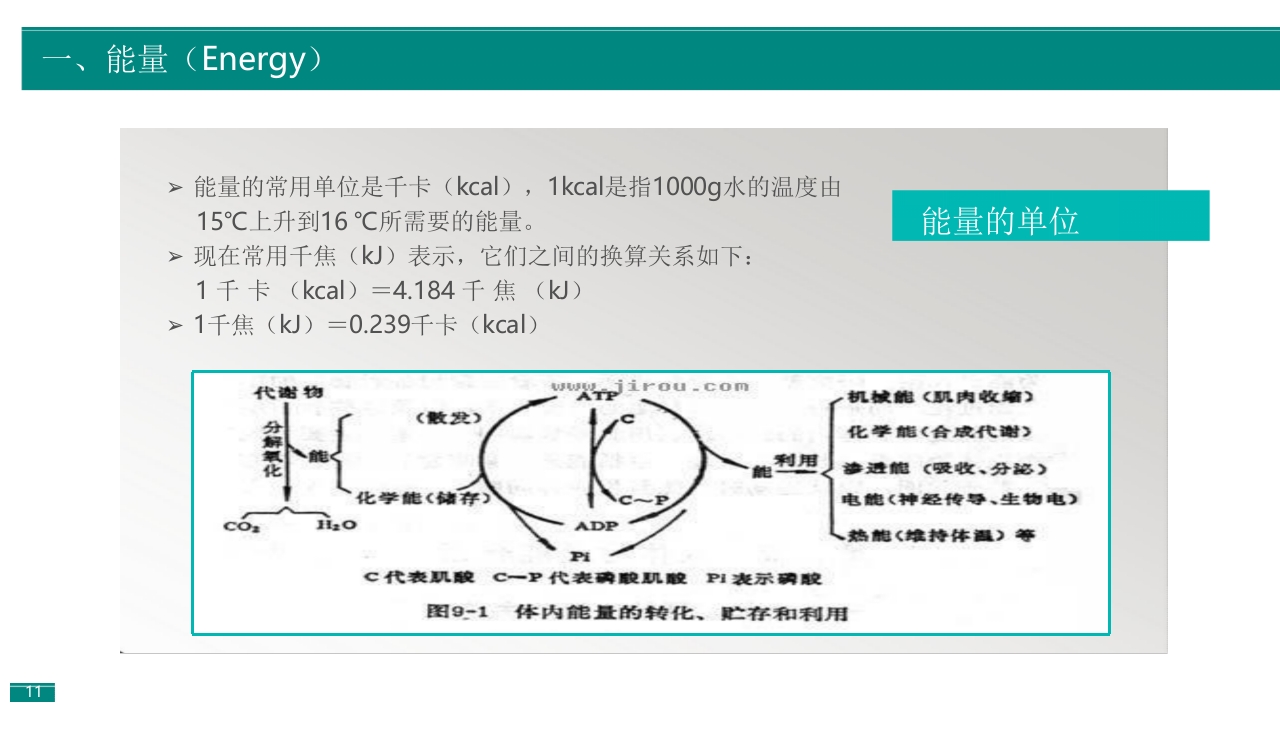 深度解析体重管理与营养策略2025PPT课件10