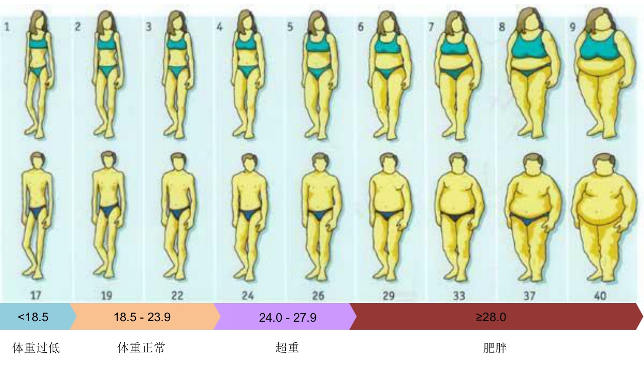深度解析体重管理与营养策略2025PPT课件5