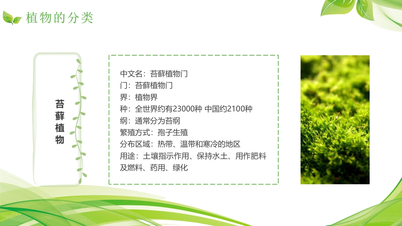 植物介绍笔记”植物知识科普介绍PPT课件10