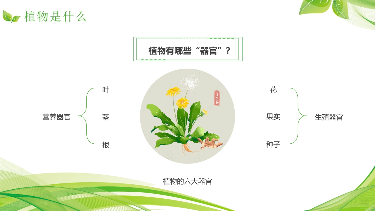 植物介绍笔记”植物知识科普介绍PPT课件5