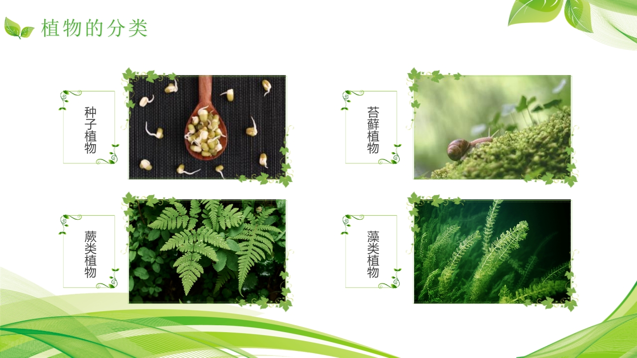 植物介绍笔记”植物知识科普介绍PPT课件7