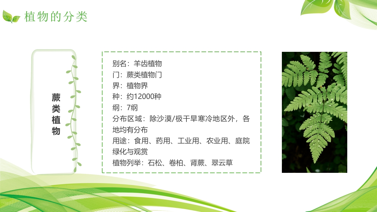 植物介绍笔记”植物知识科普介绍PPT课件9