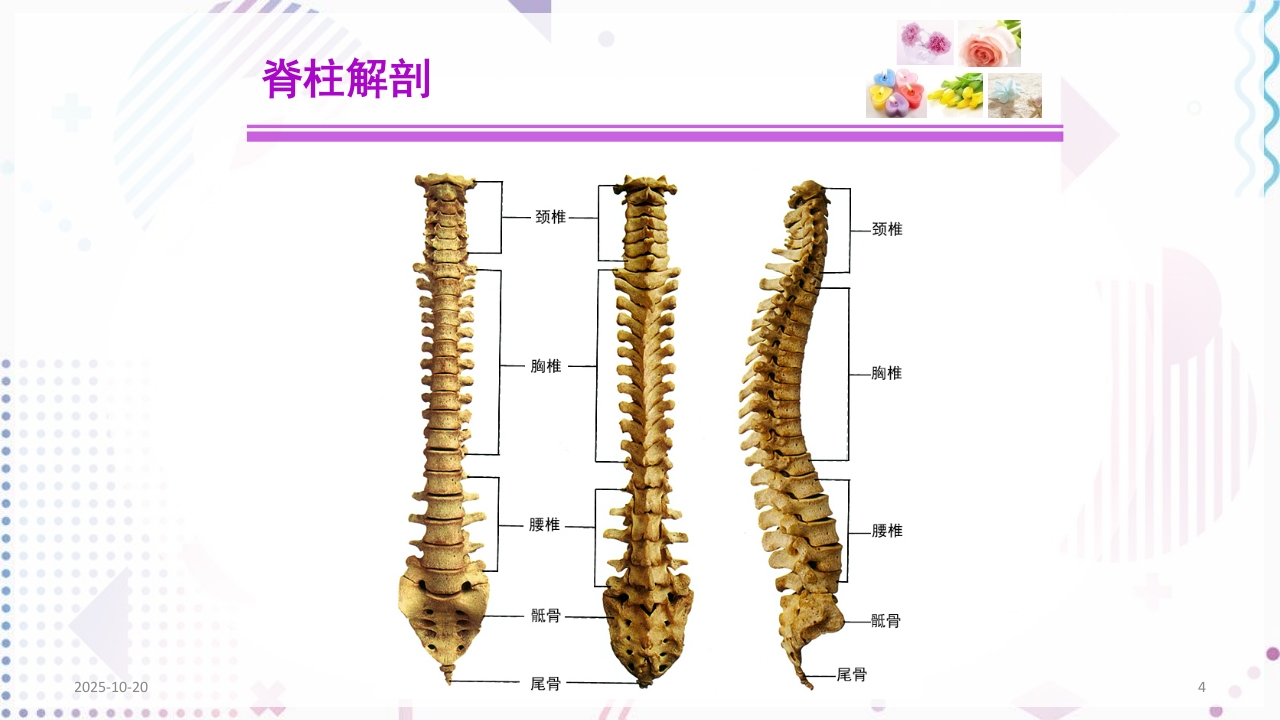 脊柱侧弯手术治疗ppt课件4