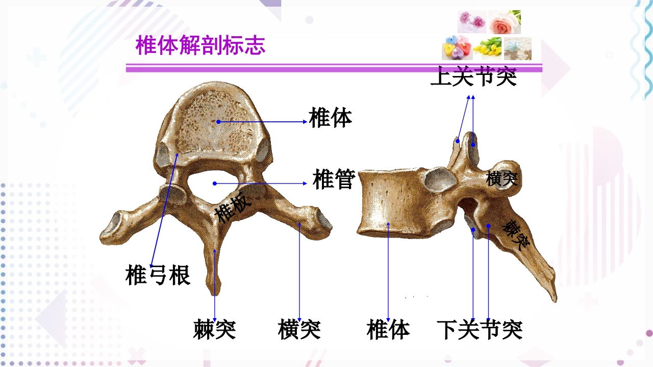 脊柱侧弯手术治疗ppt课件6
