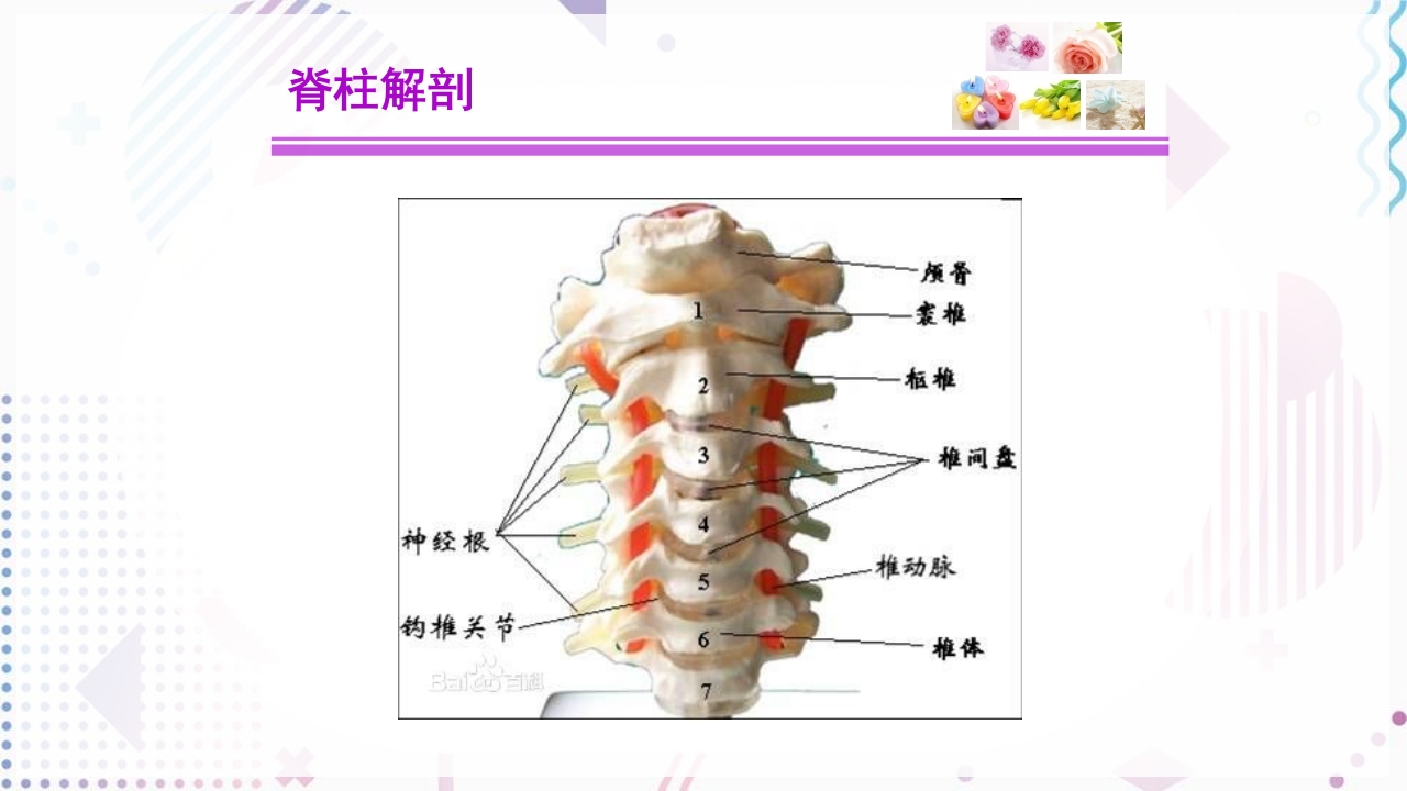 脊柱侧弯手术治疗ppt课件8