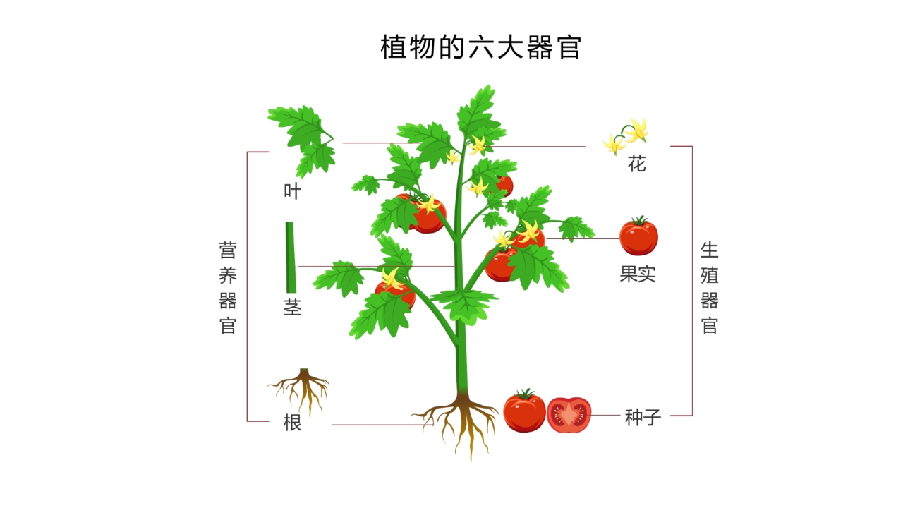 《我爱吃蔬菜》幼儿园小班健康活动PPT课件3