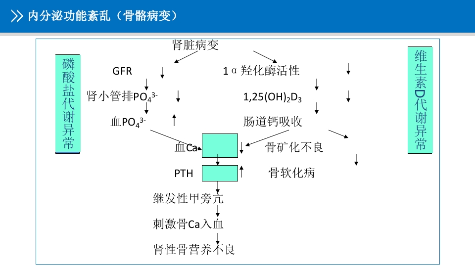 浅析血液透析患者的常规用药ppt课件8
