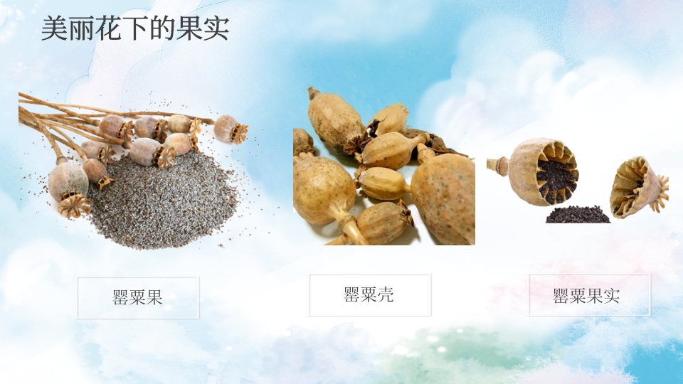 禁毒学校青少年预防远离毒品教育PPT课件5