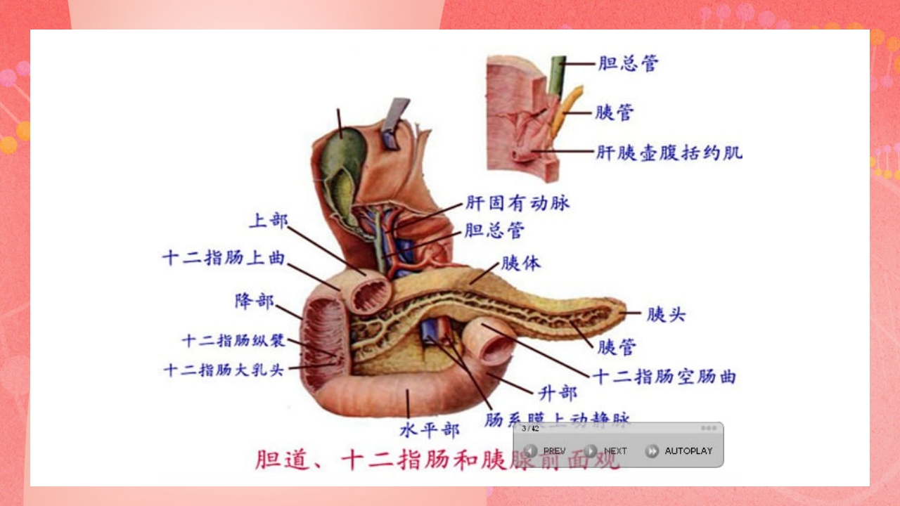 急性胰腺炎PPT课件10