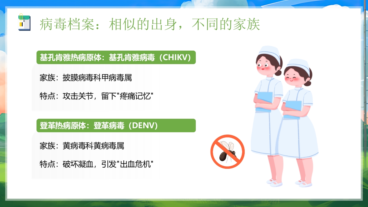 插画风如何区分基孔肯雅热vs登革热医学知识科普PPT课件5