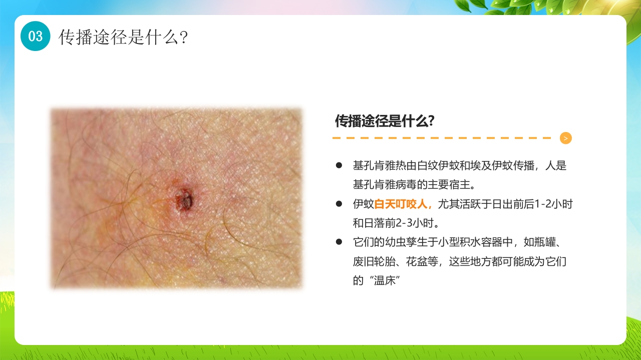 基孔肯雅热防控指南医学知识科普PPT课件8