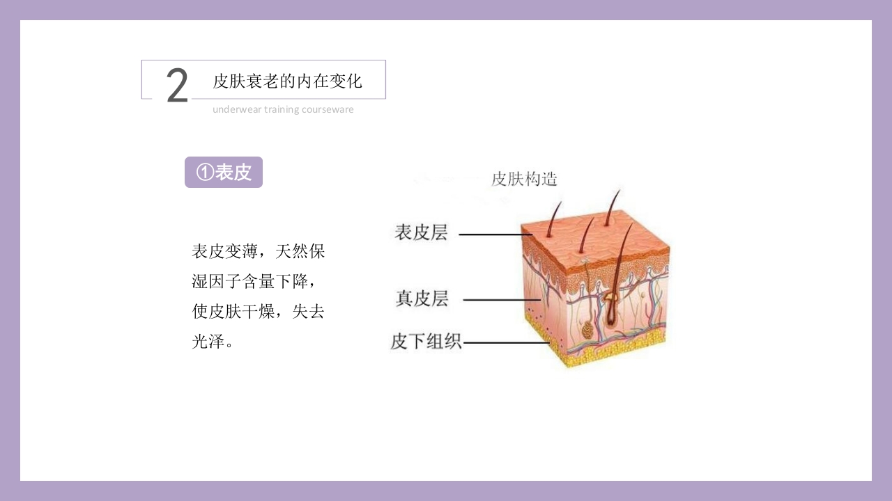 干细胞美容抗衰老ppt课件3