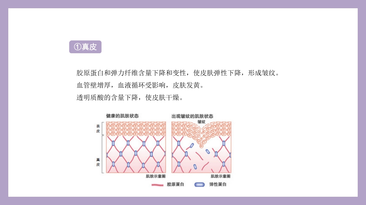 干细胞美容抗衰老ppt课件4