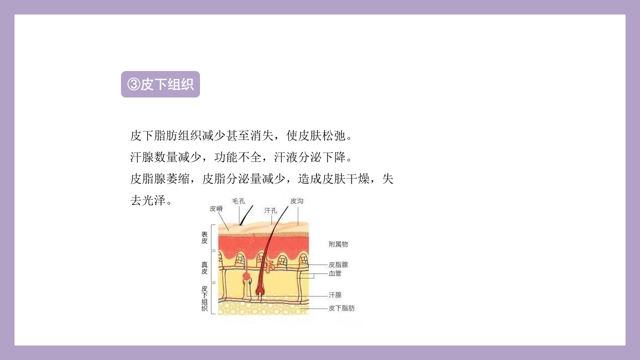 干细胞美容抗衰老ppt课件5