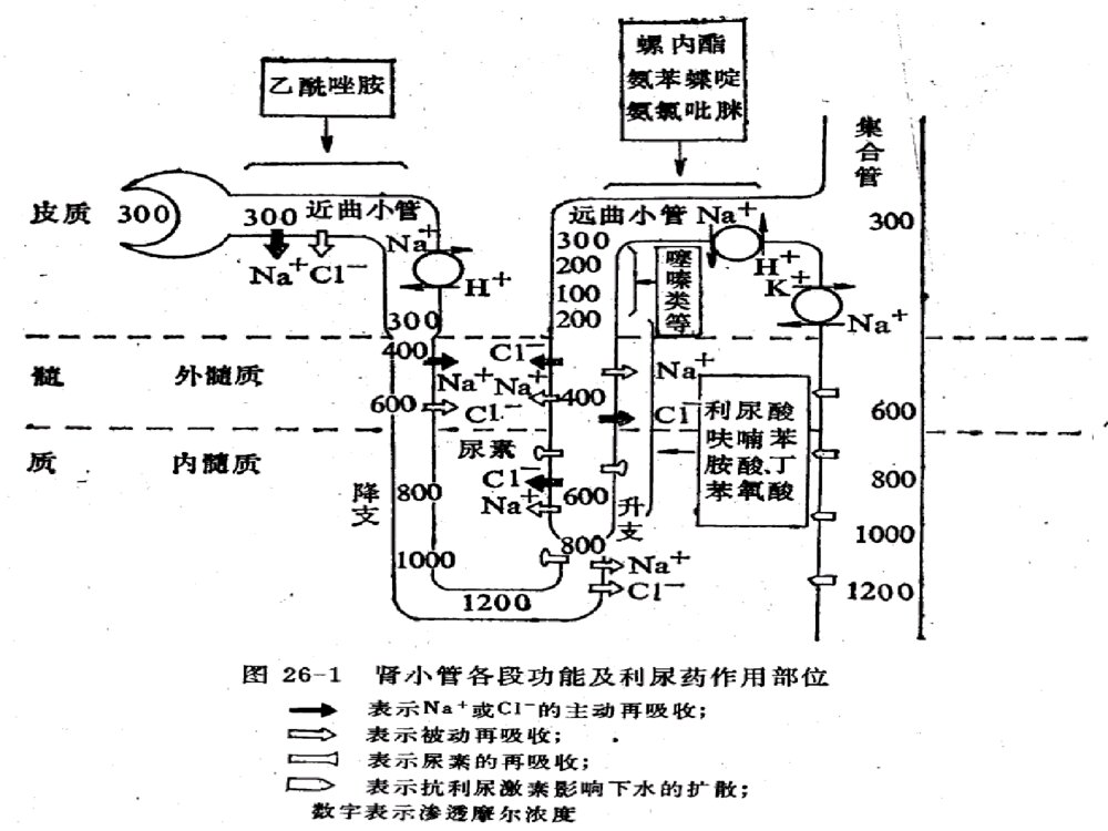 第二十四章利尿药和脱水药呋塞米药理学ppt课件5