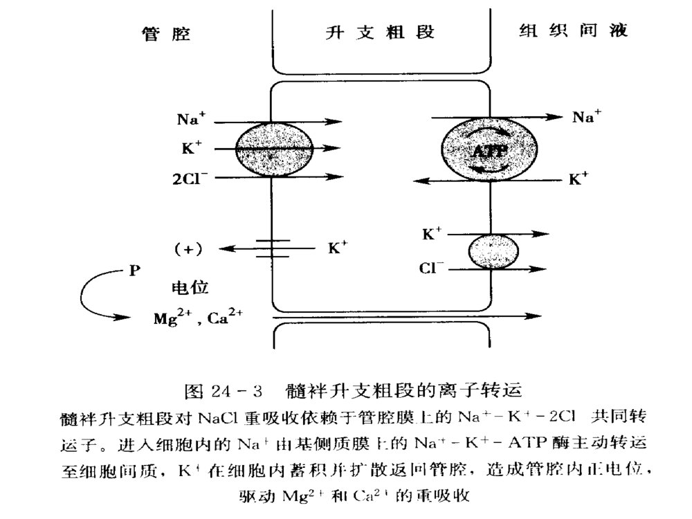 第二十四章利尿药和脱水药呋塞米药理学ppt课件9