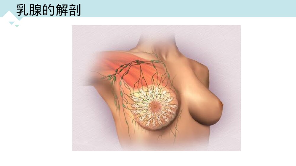 乳房肿瘤的围术期护理PPT课件（带内容·可编辑修改）5