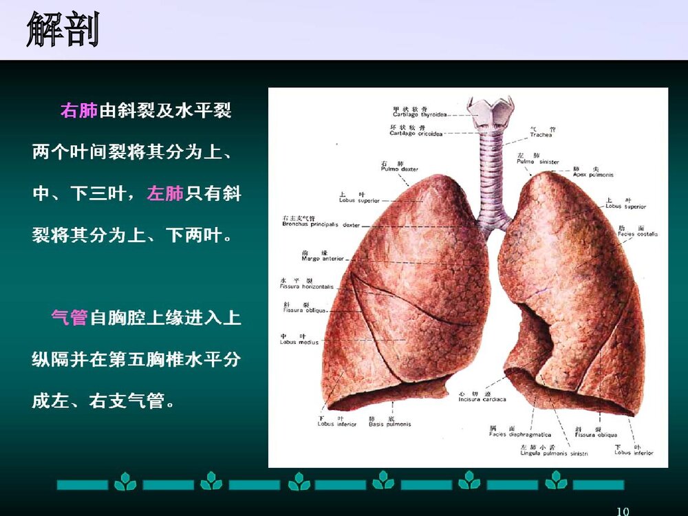 胸腔下肺叶切除手术配合PPT课件下载5