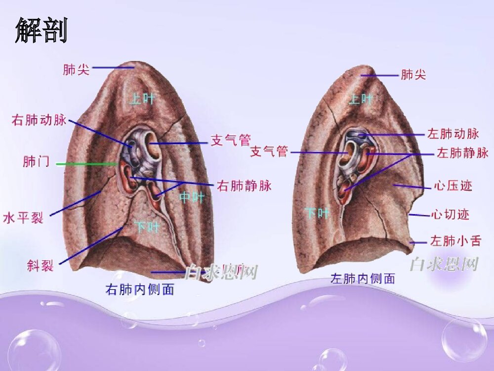 胸腔下肺叶切除手术配合PPT课件下载6