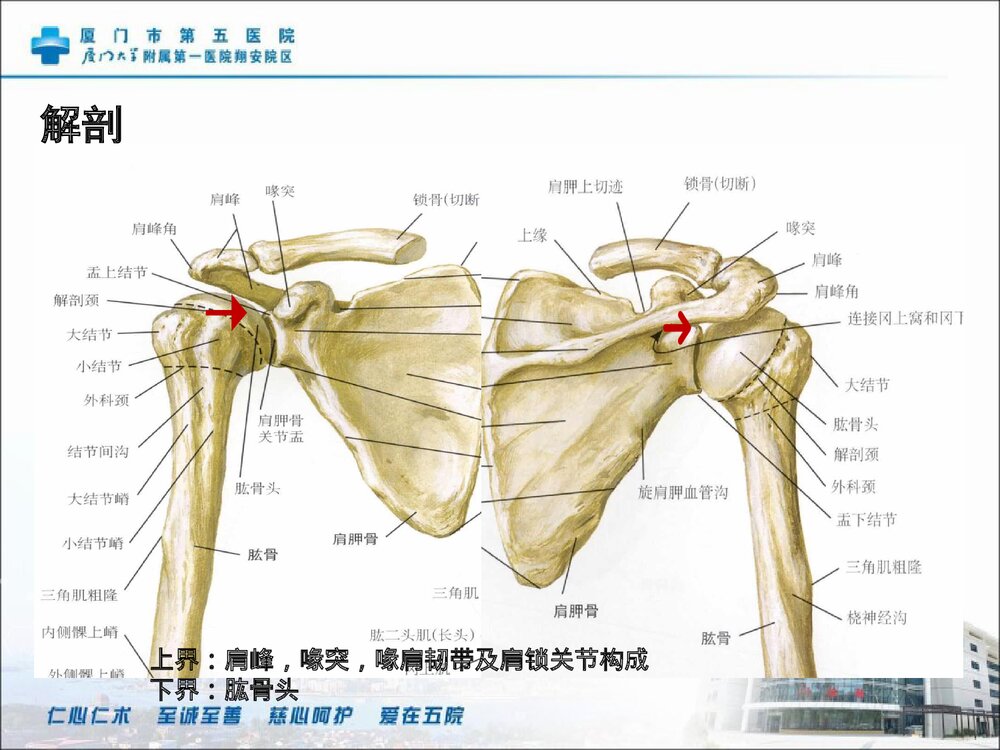 肩关节镜检盂唇修补关节清理术手术配合PPT课件7