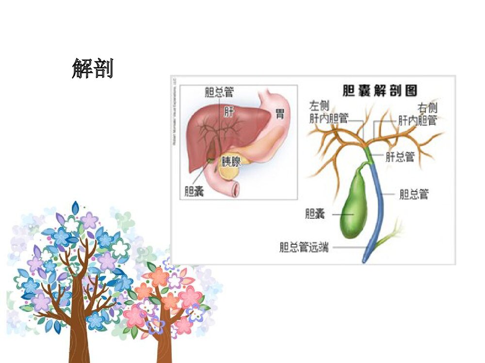 胆囊息肉护理查房PPT课件(共34页)4