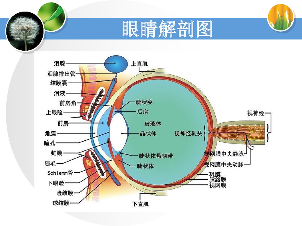 消渴目病的护理和辩证施护PPT课件下载4