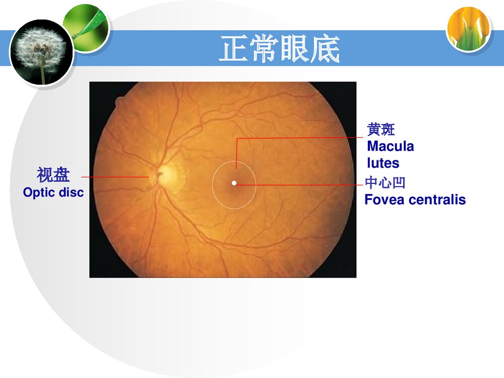 消渴目病的护理和辩证施护PPT课件下载5