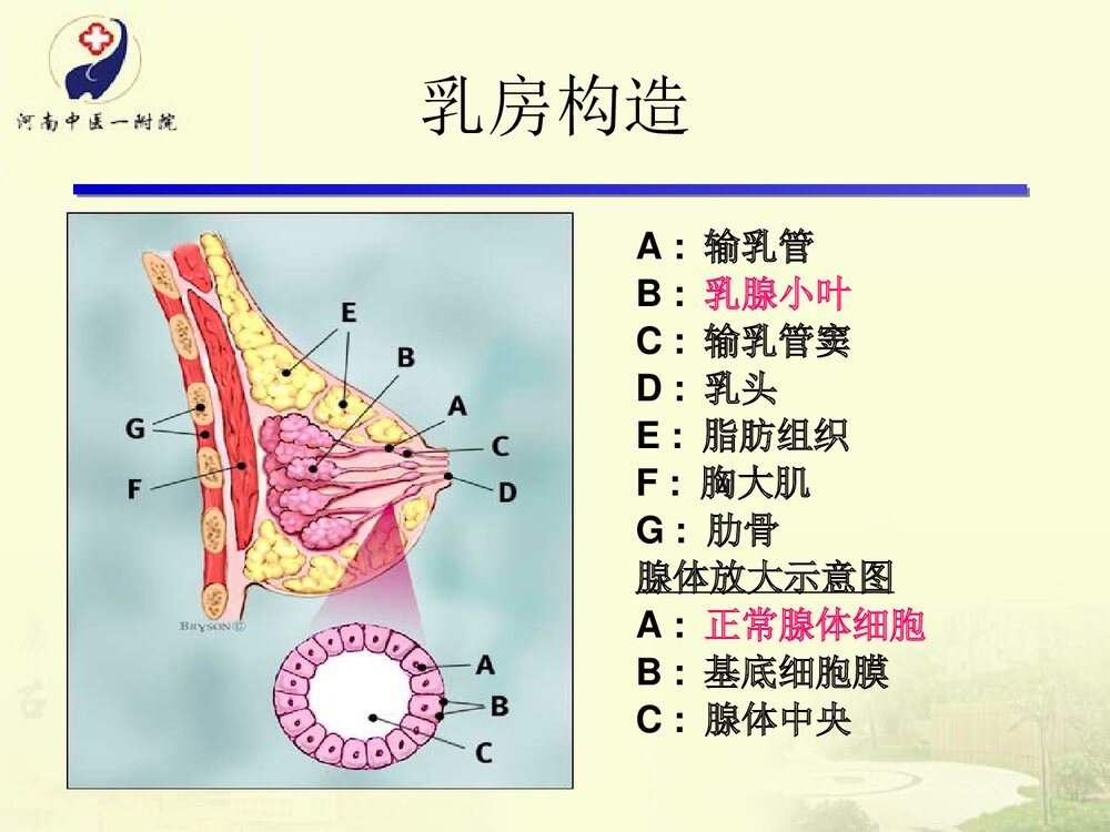 急性乳腺炎的护理和辩证施护PPT课件下载4