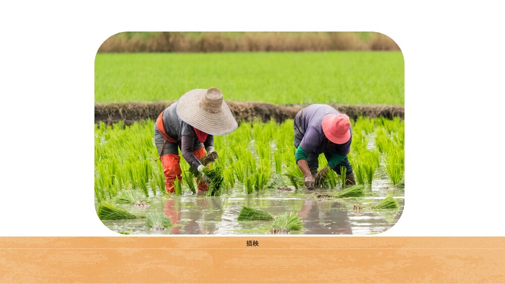 《珍惜粮食》幼儿园中班科学社会教育主题PPT课件(含word教案)10