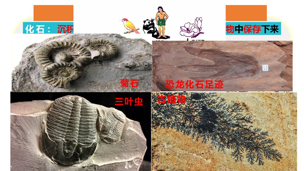 1.3地球的历史PPT课件（共27张）7