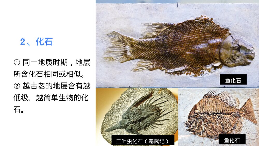 《地球的历史》教学PPT课件(共51张)9