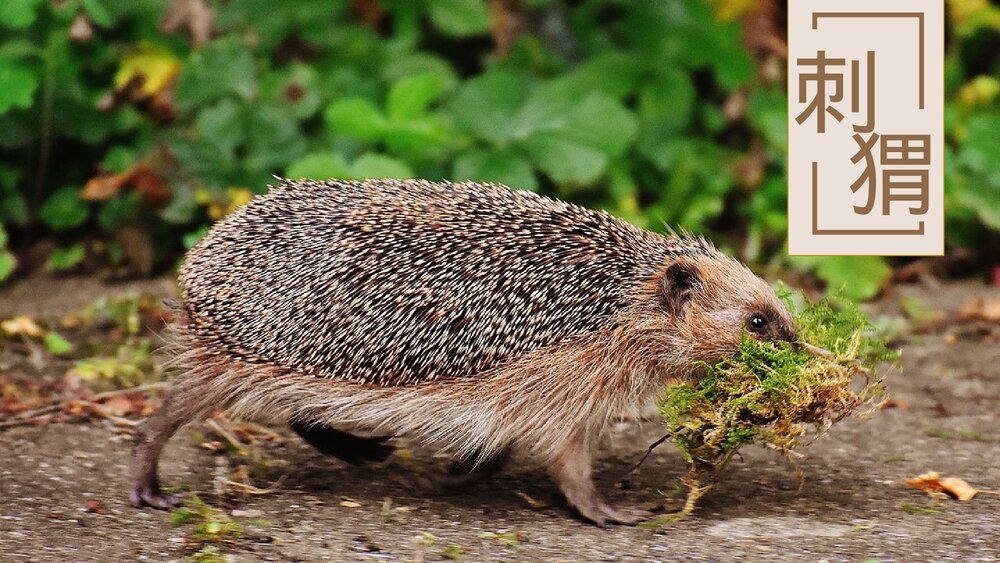 部编版·语文三年级上册《带刺的朋友》教育教学PPT课件1
