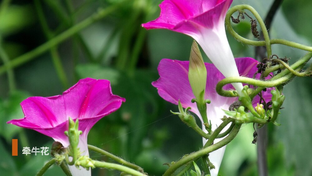 部编版·语文三年级下册《花钟》教育教学PPT课件1