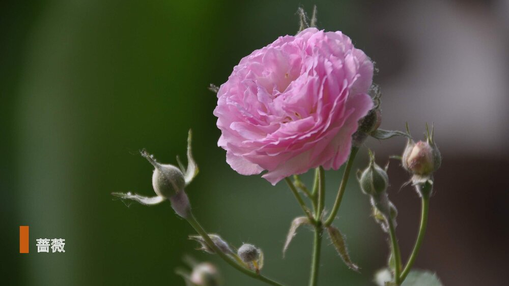 部编版·语文三年级下册《花钟》教育教学PPT课件2