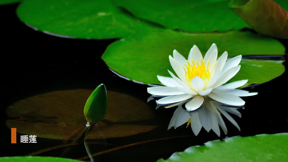 部编版·语文三年级下册《花钟》教育教学PPT课件3