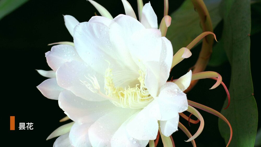 部编版·语文三年级下册《花钟》教育教学PPT课件4