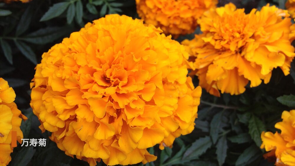 部编版·语文三年级下册《花钟》教育教学PPT课件5