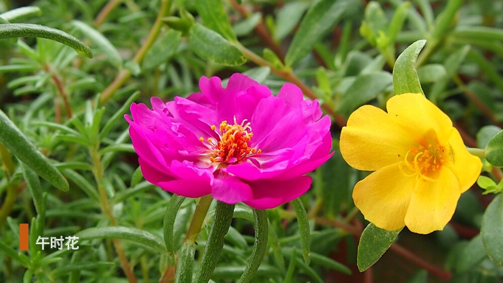 部编版·语文三年级下册《花钟》教育教学PPT课件6