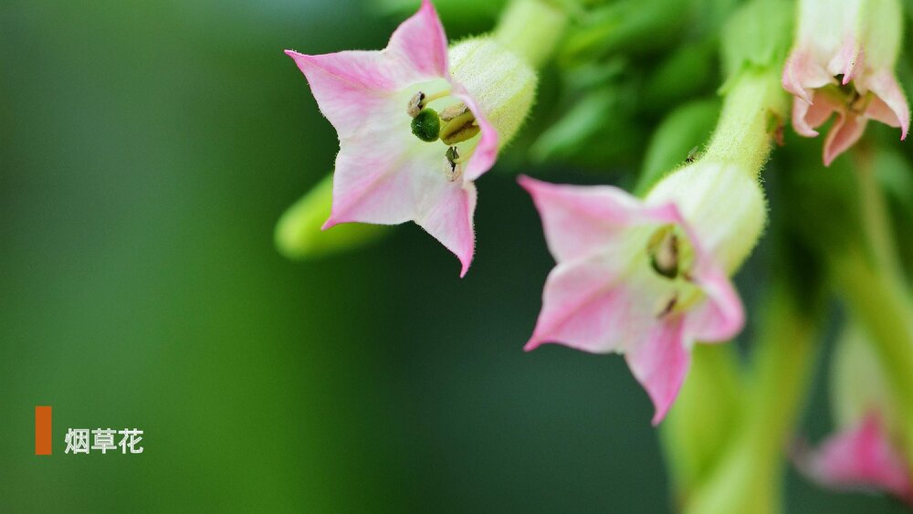 部编版·语文三年级下册《花钟》教育教学PPT课件7
