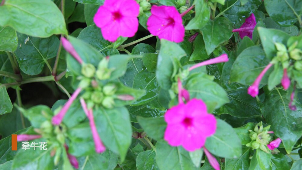 部编版·语文三年级下册《花钟》教育教学PPT课件8