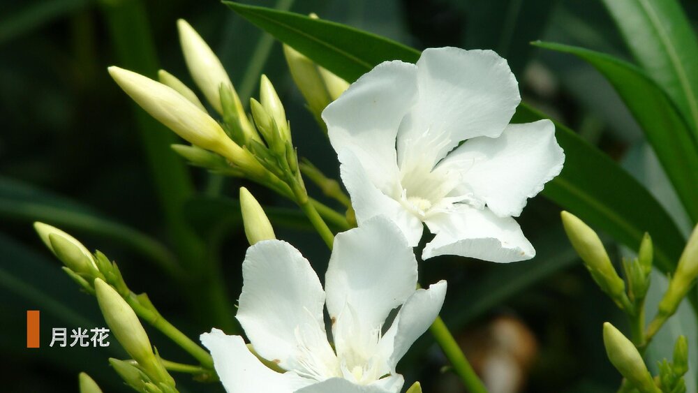 部编版·语文三年级下册《花钟》教育教学PPT课件9