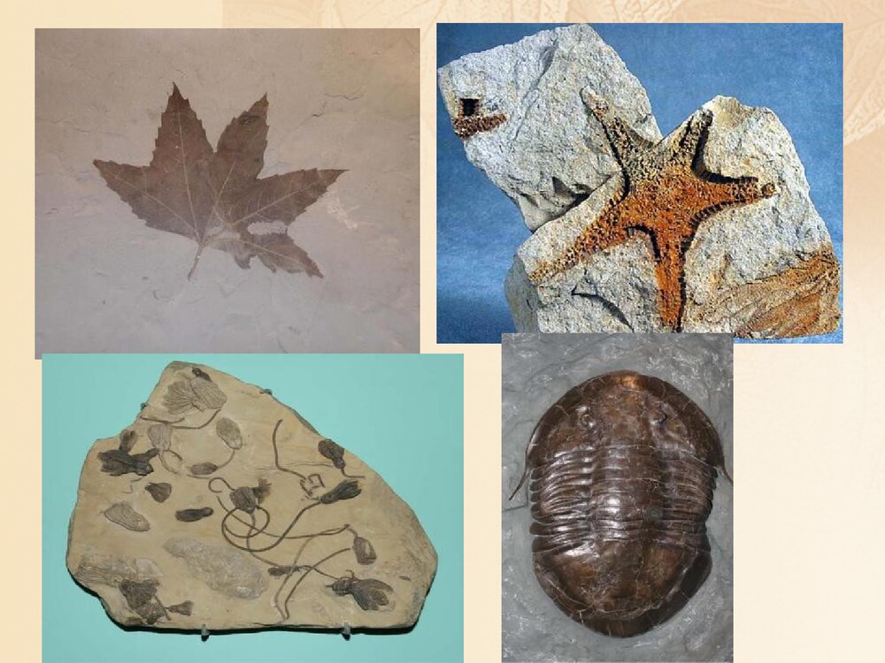 浙科版历史必修2《第五章生物的进化第三节探索生物进化的历史课件》教学PPT课件2