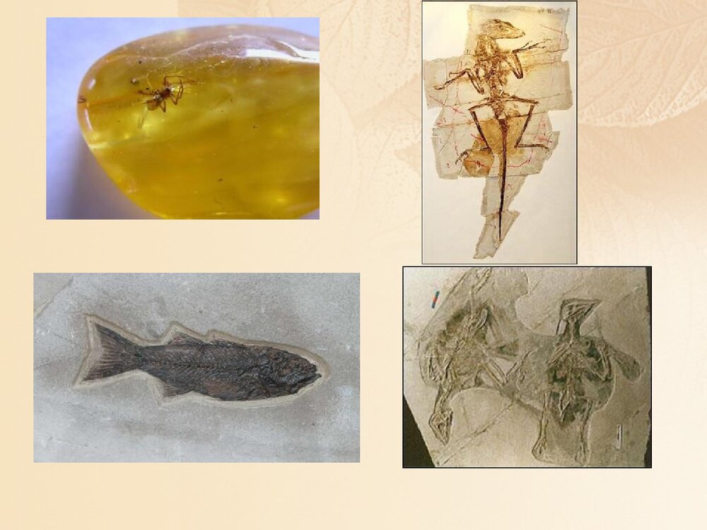 浙科版历史必修2《第五章生物的进化第三节探索生物进化的历史课件》教学PPT课件3